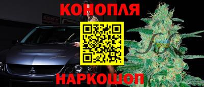 гашик Кингисепп