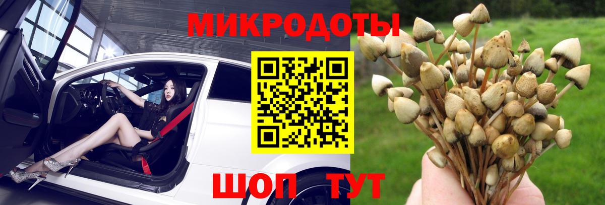 Галлюциногенные грибы Psilocybine cubensis Курчатов